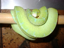 Male Sorong NZ 03 for Sale