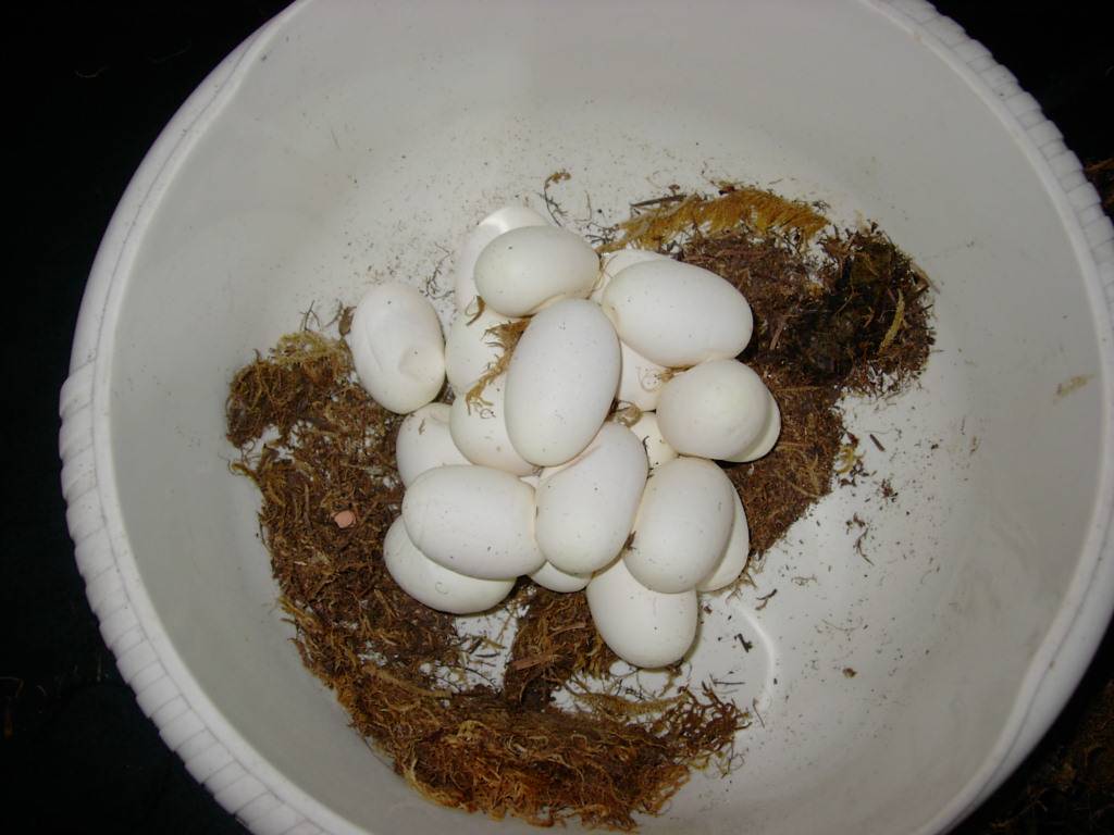 Chondro Eggs