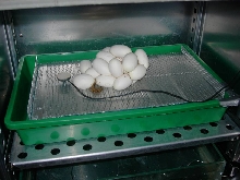 Chondro Eggs in the Inkubator