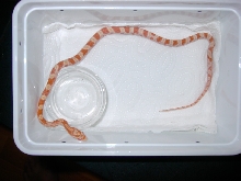 Creamsicle