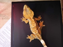 Manga (Female Crested Gecko)