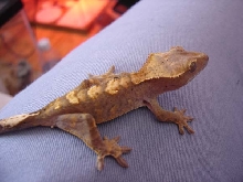 Mandolin (Juvie Crested Gecko)