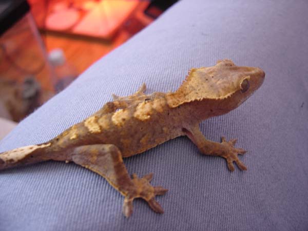 Mandolin (Juvie Crested Gecko)