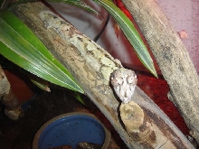 Aztec (Male Henkeli)