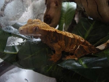 My favorite crestie, Manga!