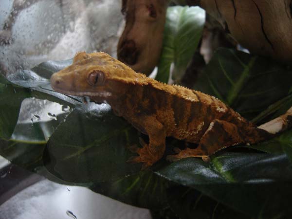 My favorite crestie, Manga!