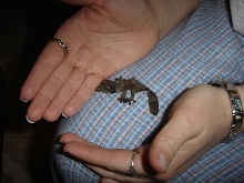 My first baby! (uroplatus henkeli)