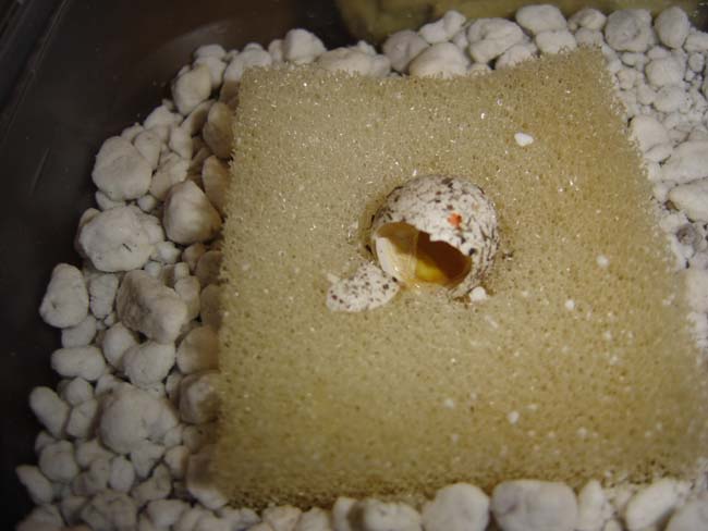 The egg from my first baby!