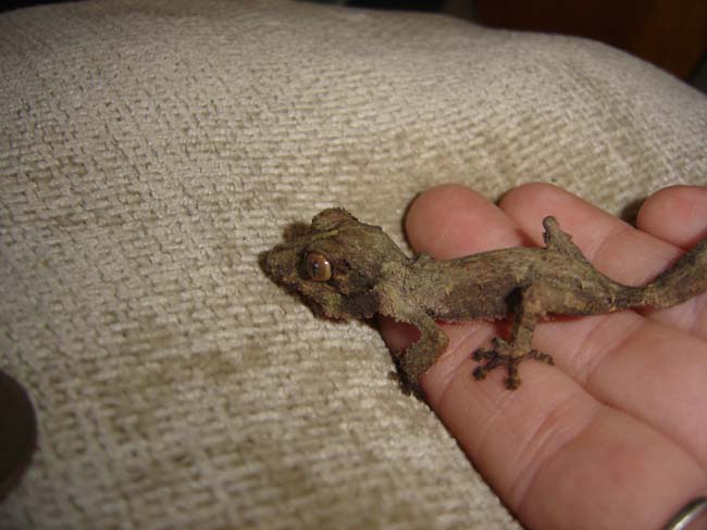 My baby, Mohegan (henkel baby)