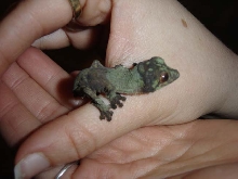 Henkeli Baby (couple hrs old)