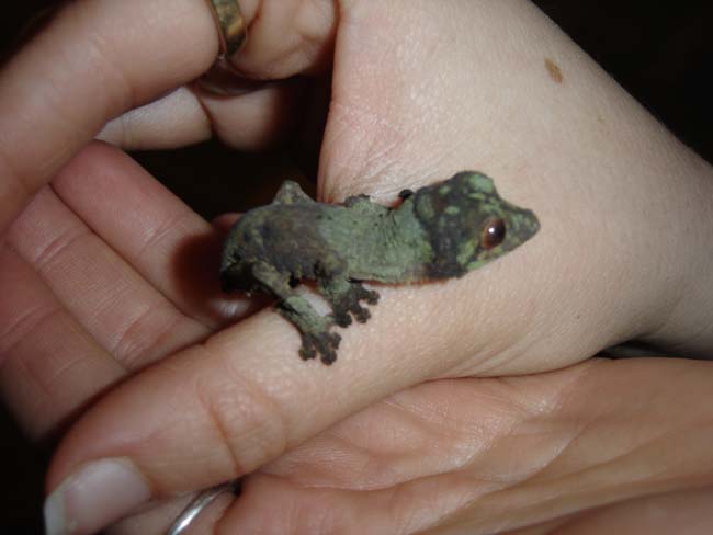 Henkeli Baby (couple hrs old)