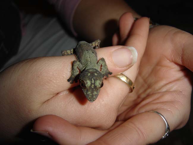 My 2nd Henkeli Baby, Macú