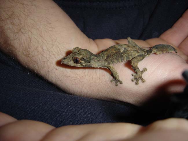 Mohegan, one month old henkeli