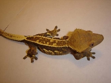 Saturn showing off his crest