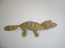 Lenca, CBB uroplatus henkeli