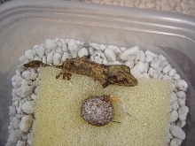 Pueblo, CBB uroplatus henkeli