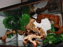 Crested set up