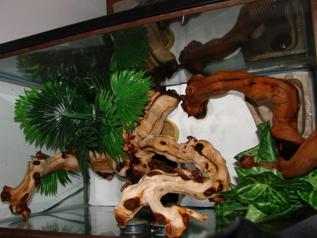 Crested set up