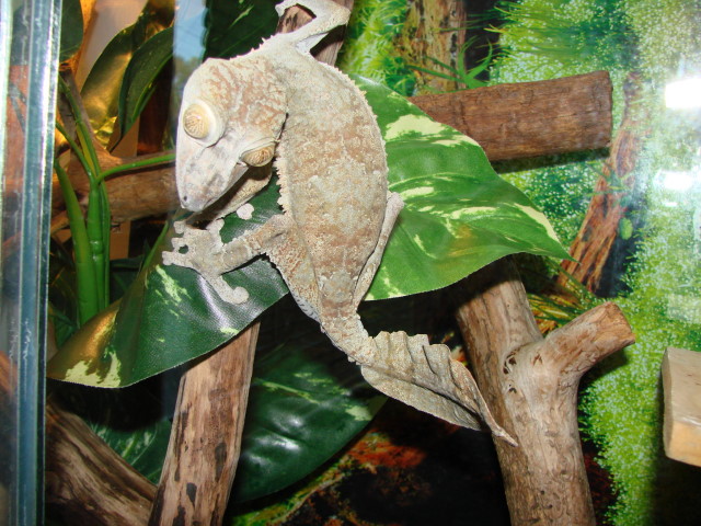 Zante, male fimbriatus(giant leaf tail gecko)