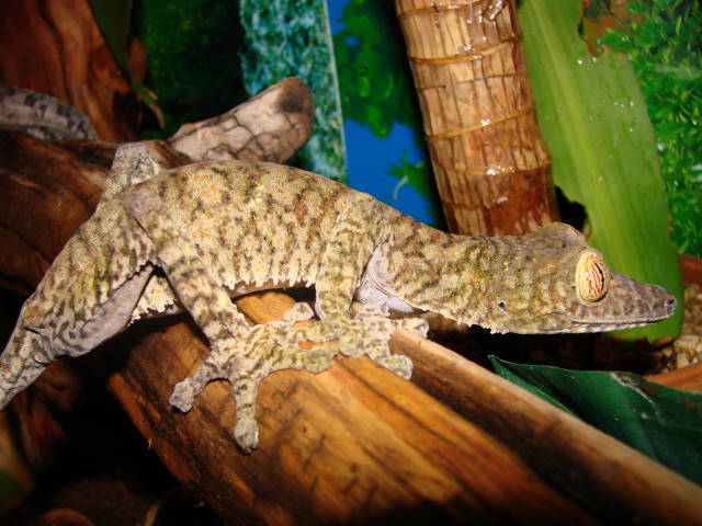 Raven, female giant leaftail