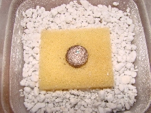 fimbriatus egg