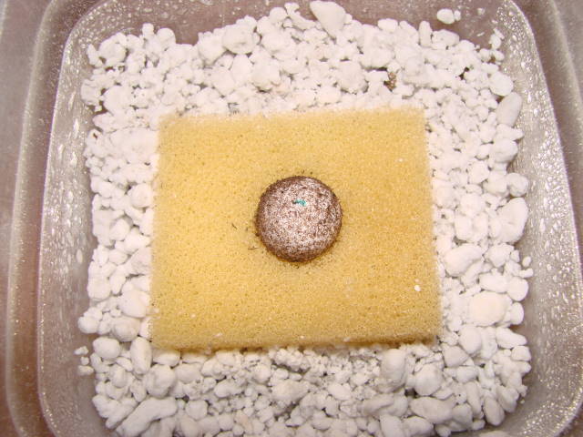fimbriatus egg