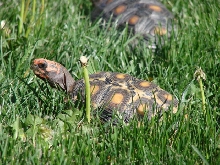 Bowser, red foot tortoise
