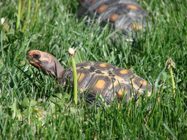 Bowser, red foot tortoise