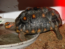 Ruby, Red Foot Tortoise
