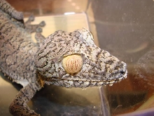Ember, female giant leaftail (close up)