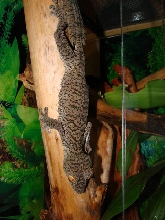 Ember, female giant leaftail