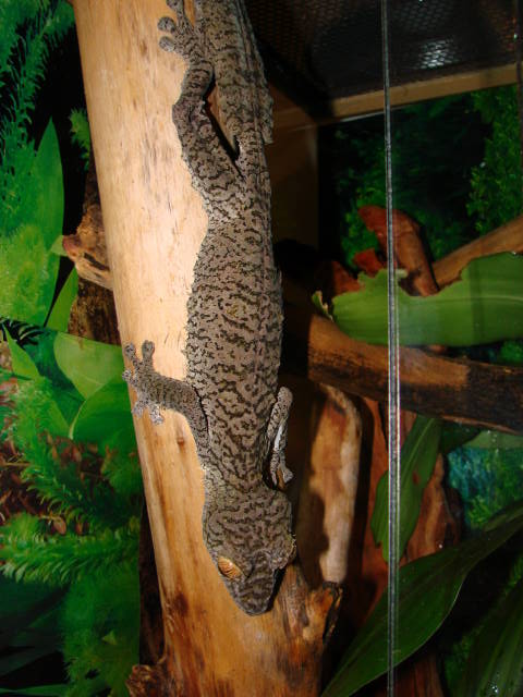 Ember, female giant leaftail