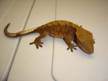 Bergen, dalmation tiger crestie