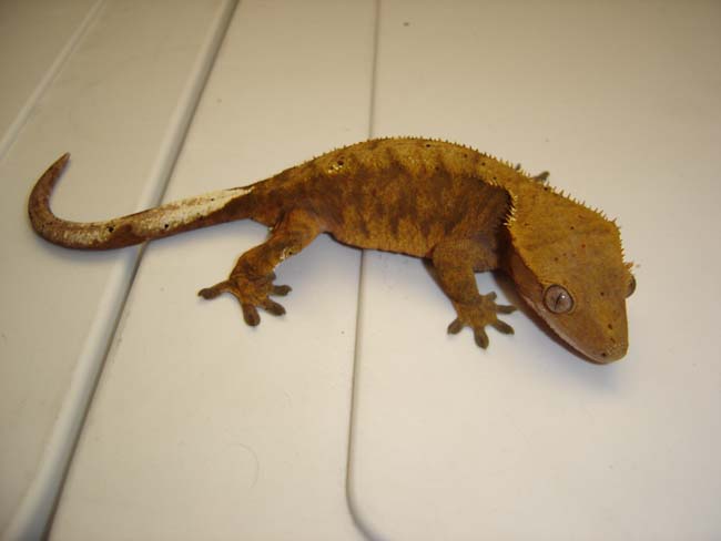 Bergen, dalmation tiger crestie