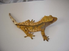 Egore, my prettiest crestie