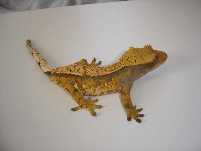 Egore, my prettiest crestie