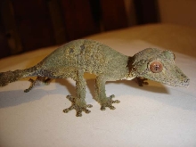 Macu, CBB uroplatus henkeli