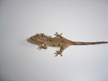 Pebble, 1st baby crestie!