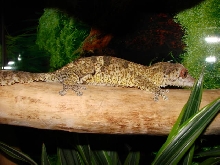 Lenca, 2 years old