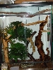 Henkeli viv