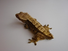 carmel, female crested