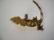 mondo3