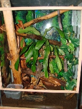 fimbriatus vivarium