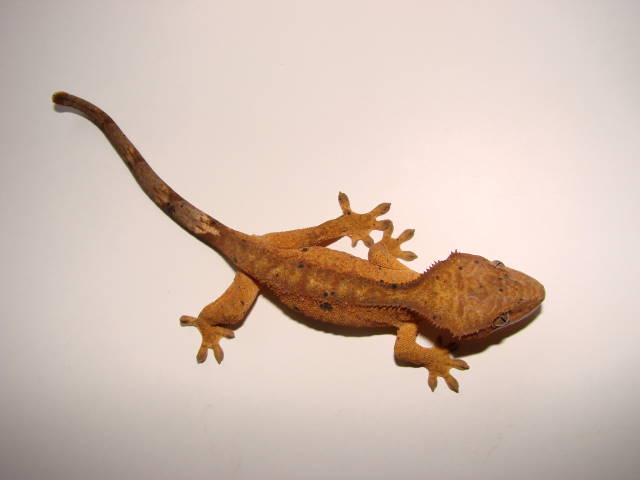 Khaki, 2 months old