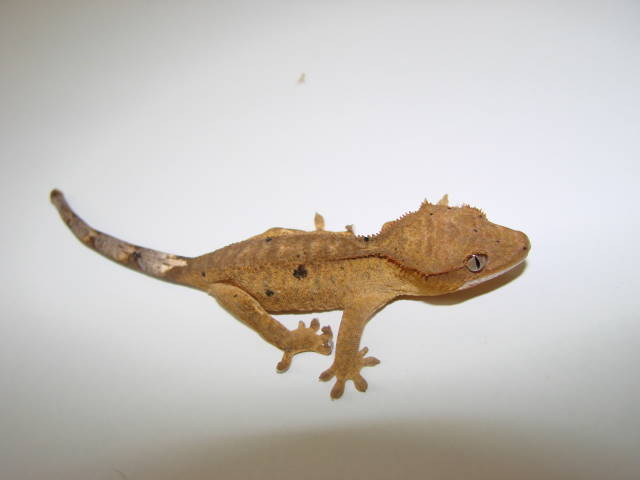 Khaki, 2 months old