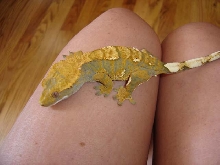 my favorite crested
