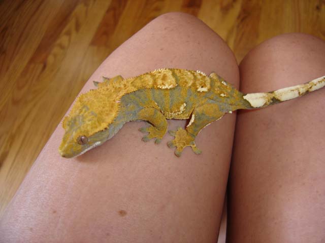 my favorite crested