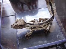 mohawk, male henkeli
