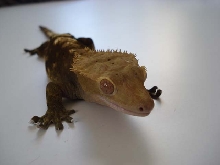 Mondo