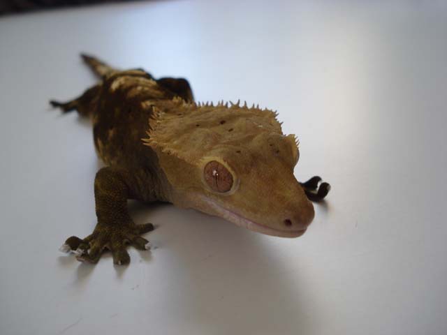 Mondo